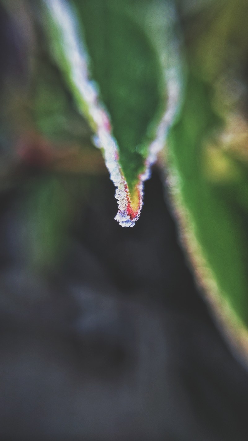 a wet leaf, _wet leaf 4k