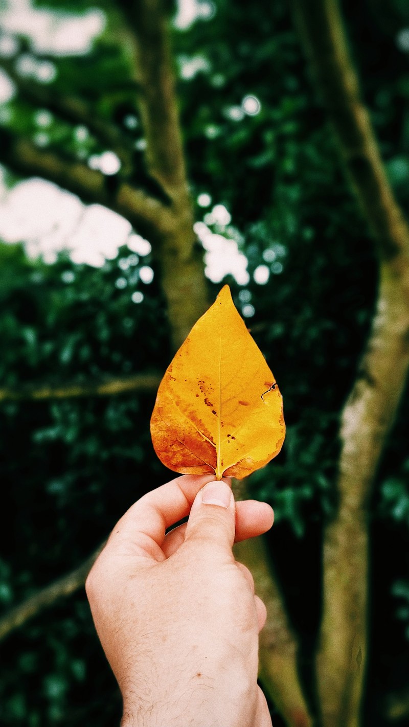a person holding up an orange leaf, _holding orange leaf 4k