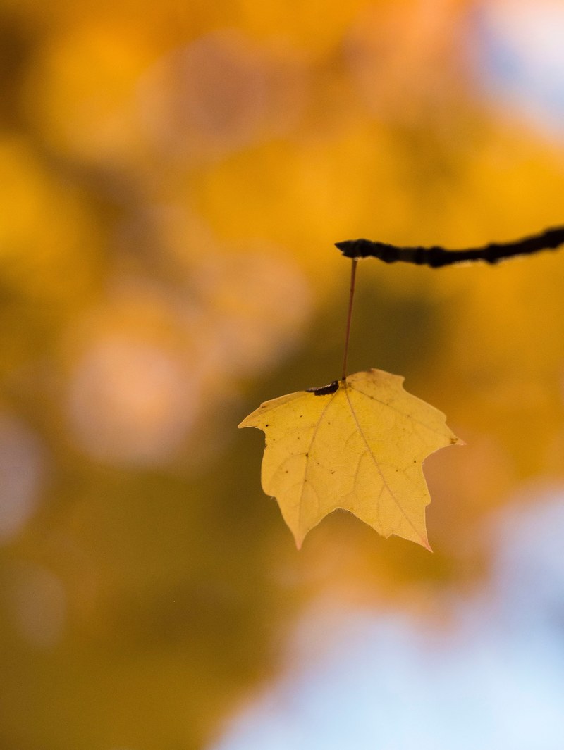 a sole orange leaf hanging from a tree branch, _leaf hanging branch 4k
