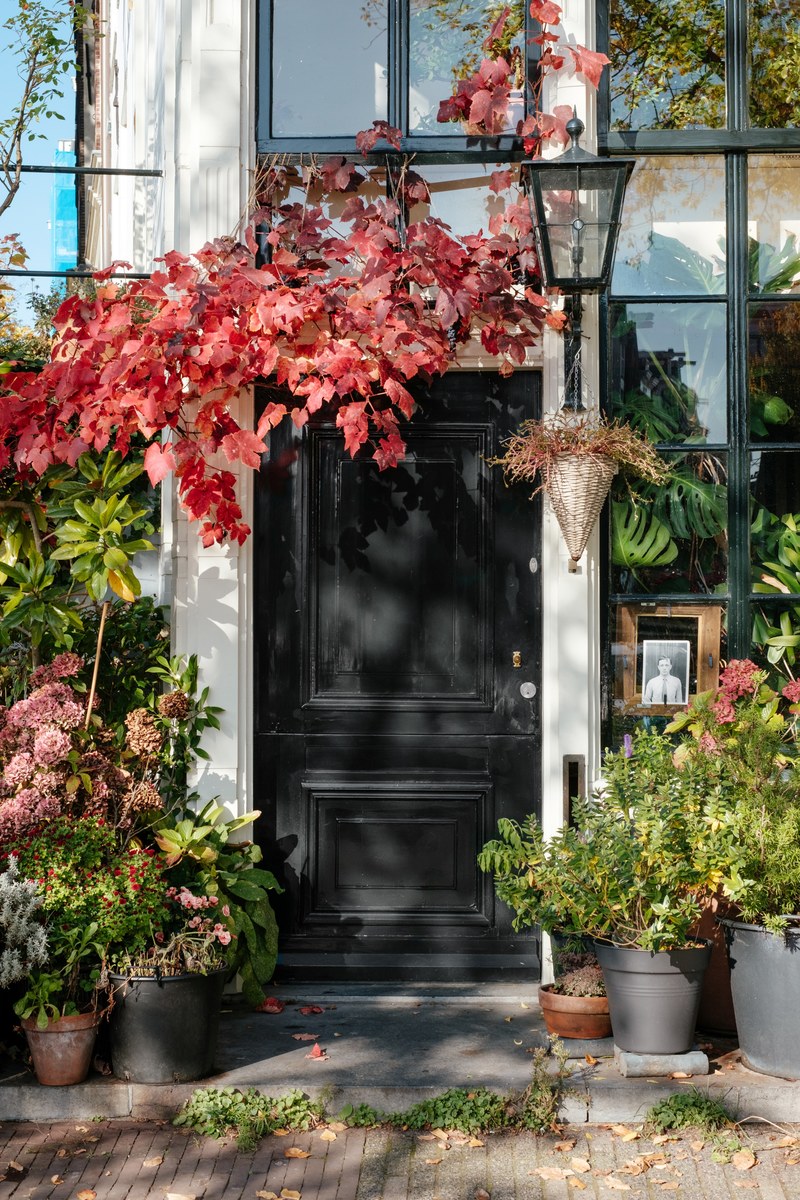 beautiful red leaves and plants surrounding a black door, _plants near black door 4k