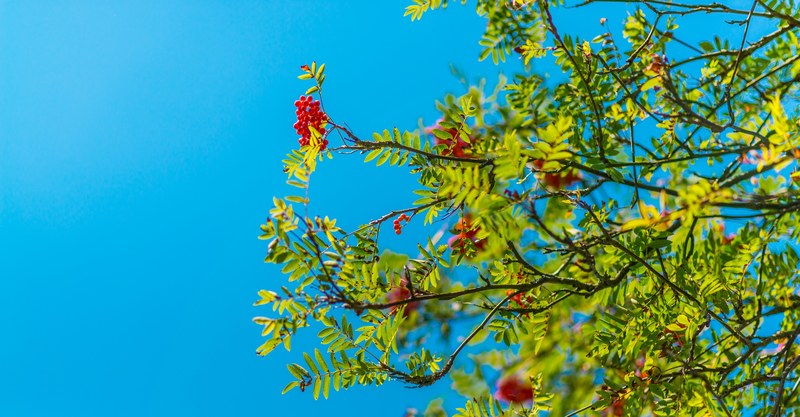 leafy tree branches with red berries with clear blue sky background in spring, red berries branch sky 4k