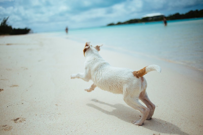 puppy dog playing on the sand beach at scotland cay, dog on a beach 4k