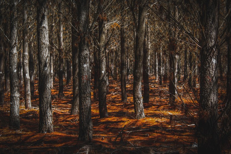 bare trees and orange ground cover in a forest in the autumn, orange forest ground 4k