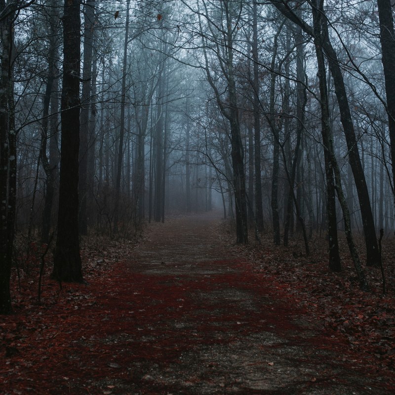 a dark forest walking path, _dark forest path 4k