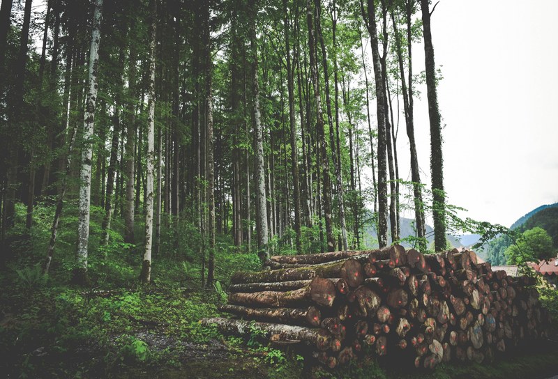 a pile of logs marked with red dots at the edge of a forest, log pile by the woods 4k