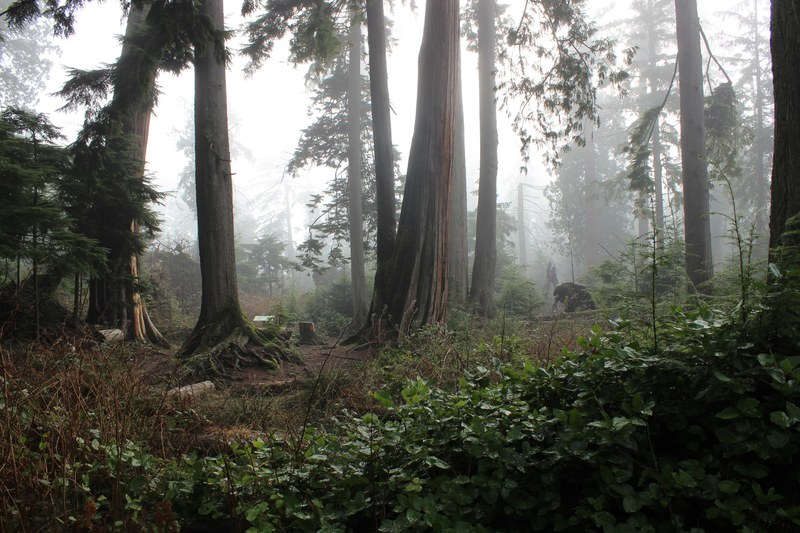 a number of mighty trees on a foggy day in stanley park, large trees in fog 4k