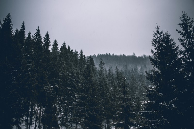 an evergreen forest as far as you can see snow sits on the branches, _winter evergreen forest 4k