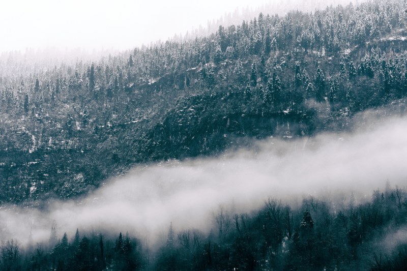 a cloud of fog over a snowy forest in abkhazia, cloud over a forest 4k
