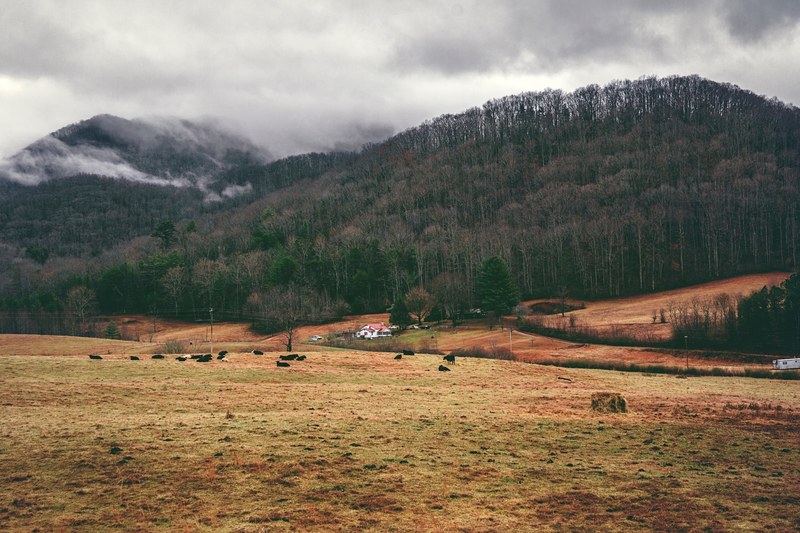 cattle grazing on a grassy slope in blue ridge mountains, 30 hours 4k