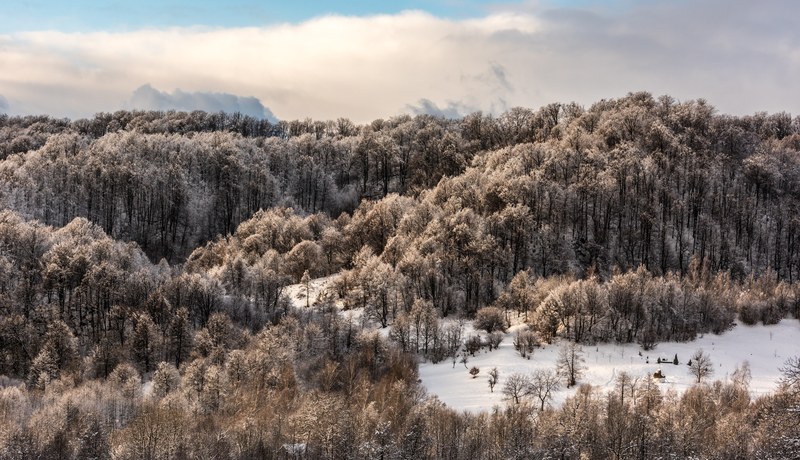 a landscape photo showing off the magnitude of the snow covered forest in maramures county, mara 4k