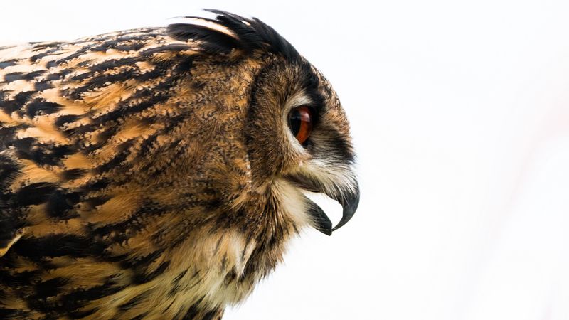 owl, eagle-owl, beak, bird, predator, profile, 4k