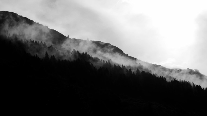 mist rolling down a slope covered with silhouettes of coniferous trees, mist going down a wooded slope 4k