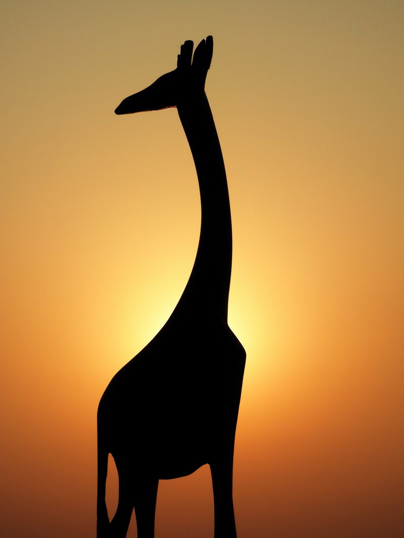 the giraffe in my balcony 4k