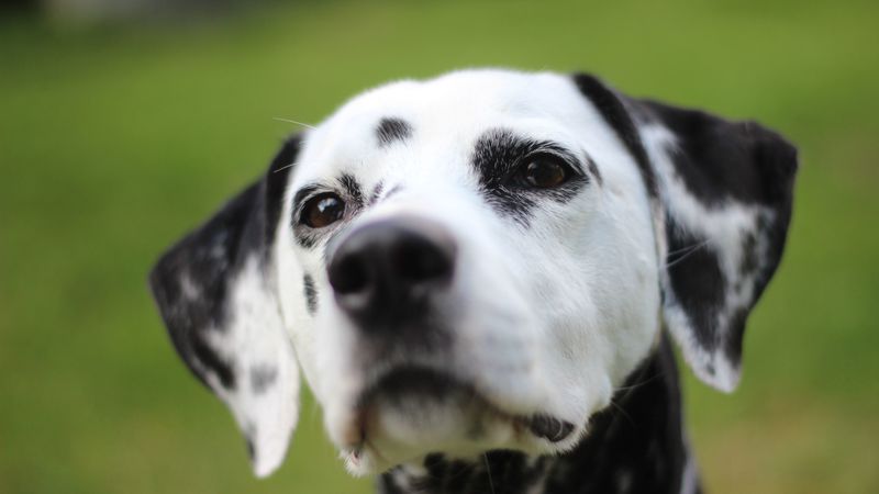 dalmatian, dog, muzzle, spotted, 4k