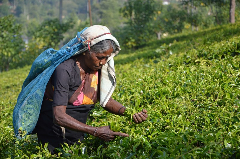 a female farmer handpicking tea leaves at the tea research institute of sri lanka, picking tea leaves 4k