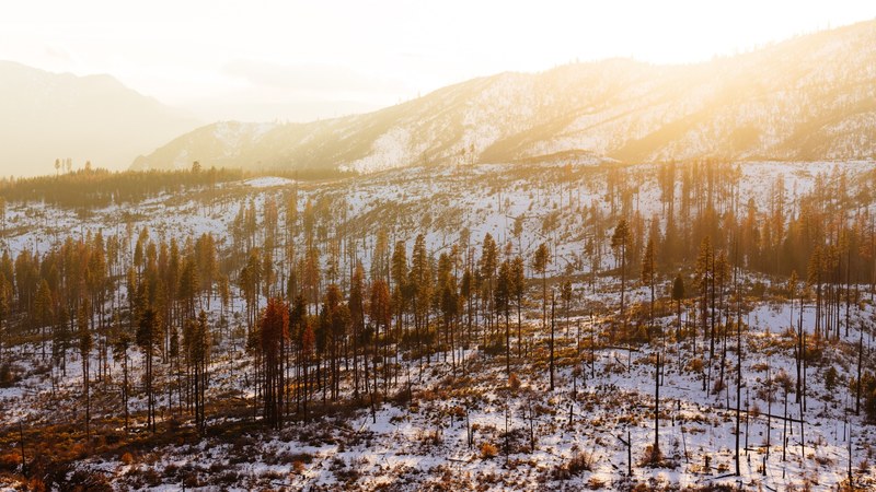 sun gleams through the snowy forest of yosemite national park in california, a sunny winter day in yosemite national park 4k
