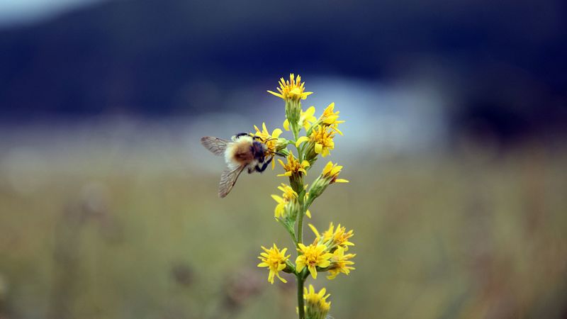bumble bee, flower, insect, blur, 4k