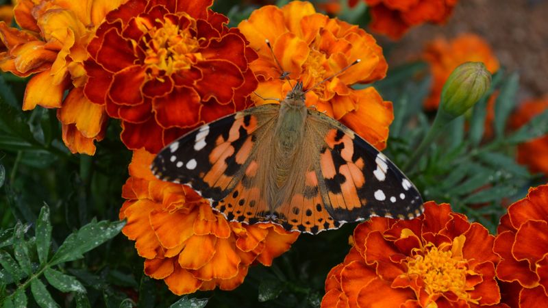 tagetes, flowers, butterfly, bright, 4k