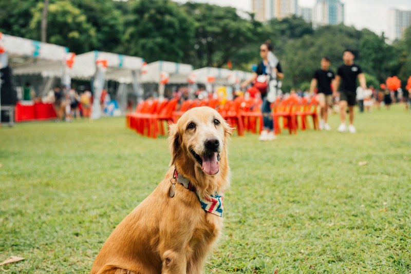 dog pet golden retriever and puppy 4k