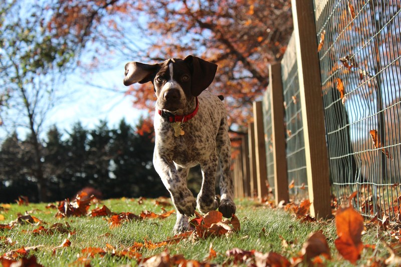 autumn pup 4k