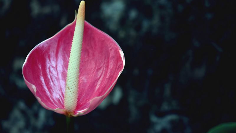 flower, pink, bud, 4k