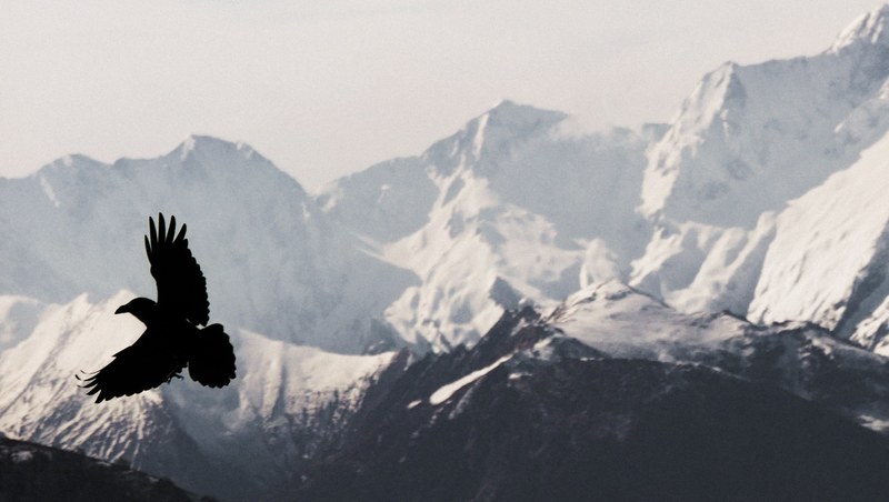 mountain bird eagle and hawk 4k