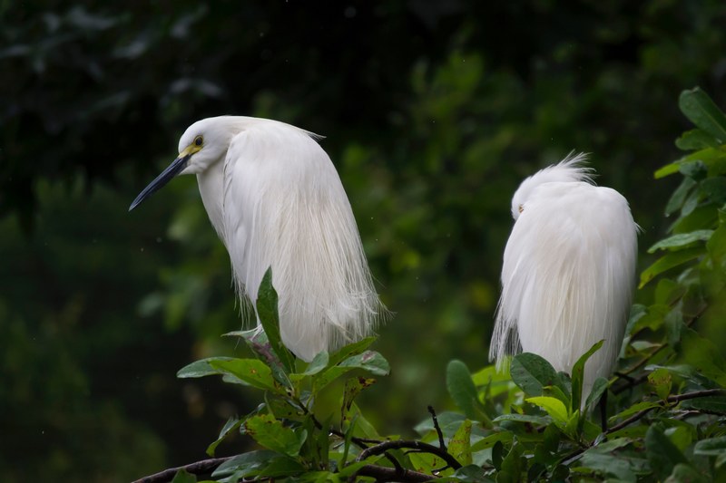 bird white egret and beak 4k