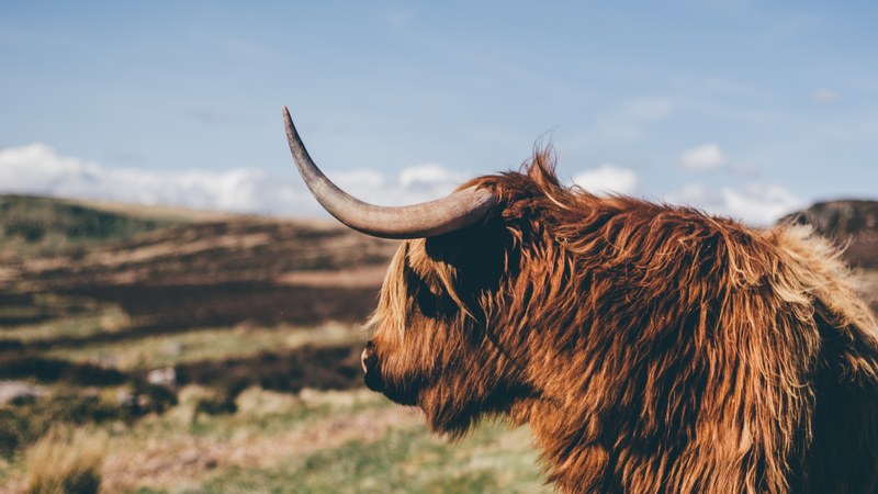 animal cow horn and furry 4k