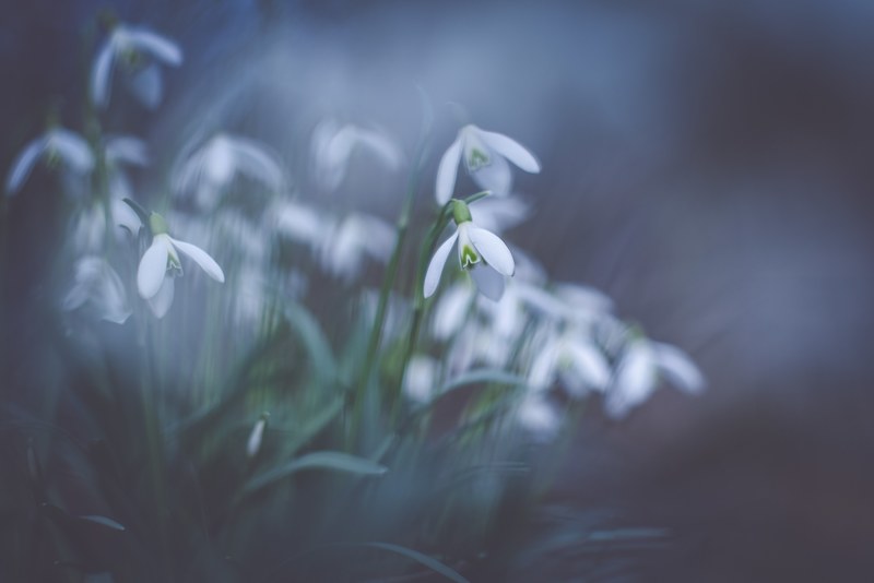 a blurry shot of white flowers hanging down from green stems, snowdrop 4k