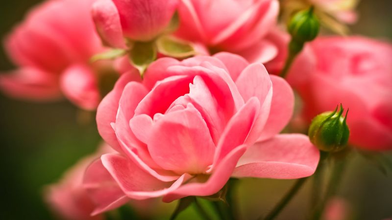 roses, flowers, buds, pink, 4k
