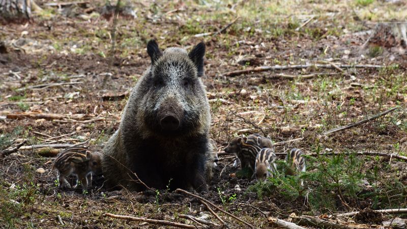 hog, boar, wild, wood, 4k