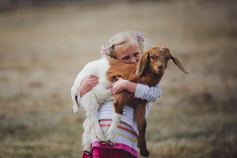 animal farm nature and baby goat 4k