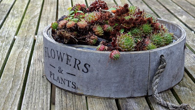 flowerbed, flowers, plants, 4k