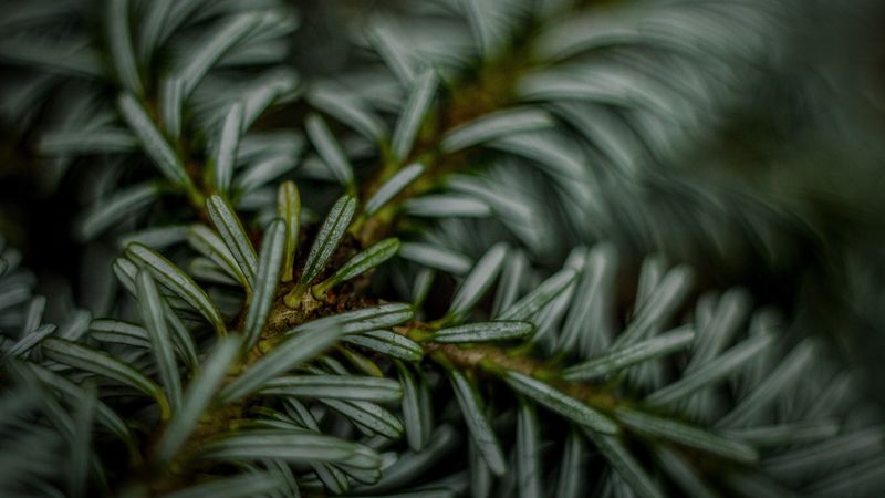 fir, macro, needle, blurred, 4k