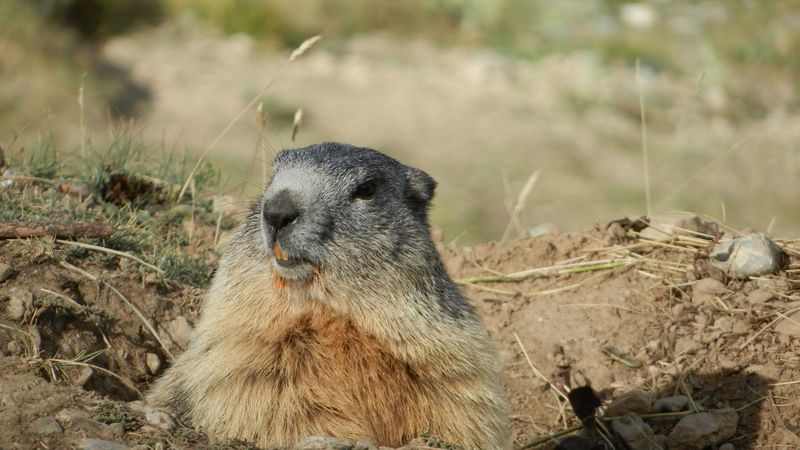 marmot, alps, rodent, muzzle, 4k