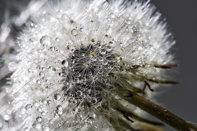 a macro shot of a wet flower, _light diamonds 4k