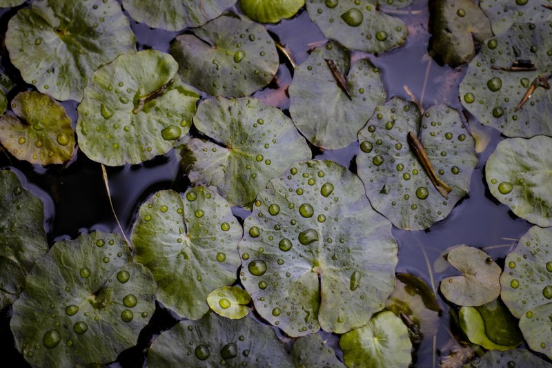 lily pads cover the surface of a calm pond, lily pads in a pond 4k