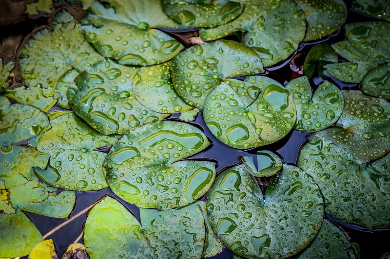 lily pads with water droplets cover a still lake, lily 4k