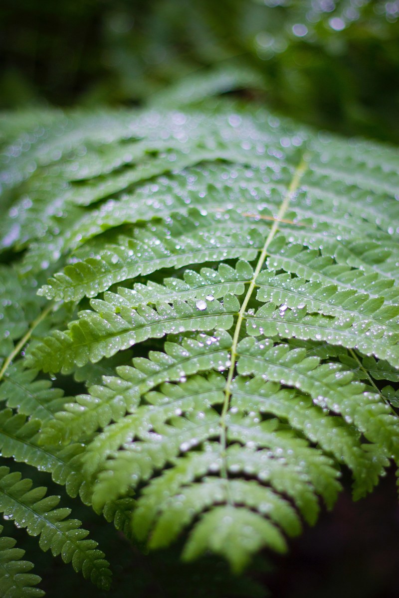 a close up of a large fern leaf with tiny droplets of water covering its surface, fern leaf after rain 4k
