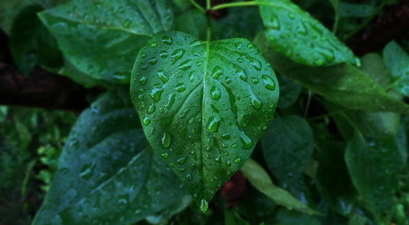 water droplets fall on a green leafy plant, rainy plants 4k