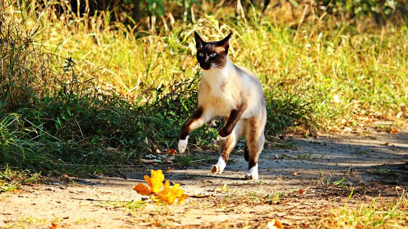 cat, jump, grass, run, 4k