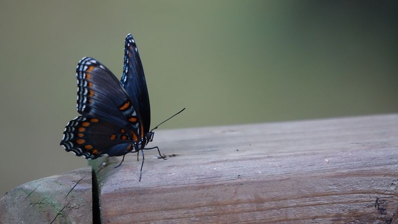 butterfly, wings, patterns, insect, 4k