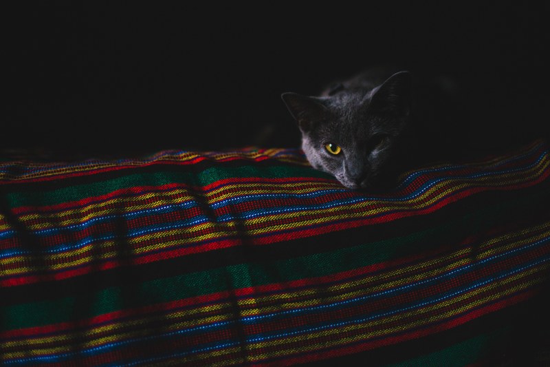 a blue russian cat lying on a colorful blanket, cat nap 4k