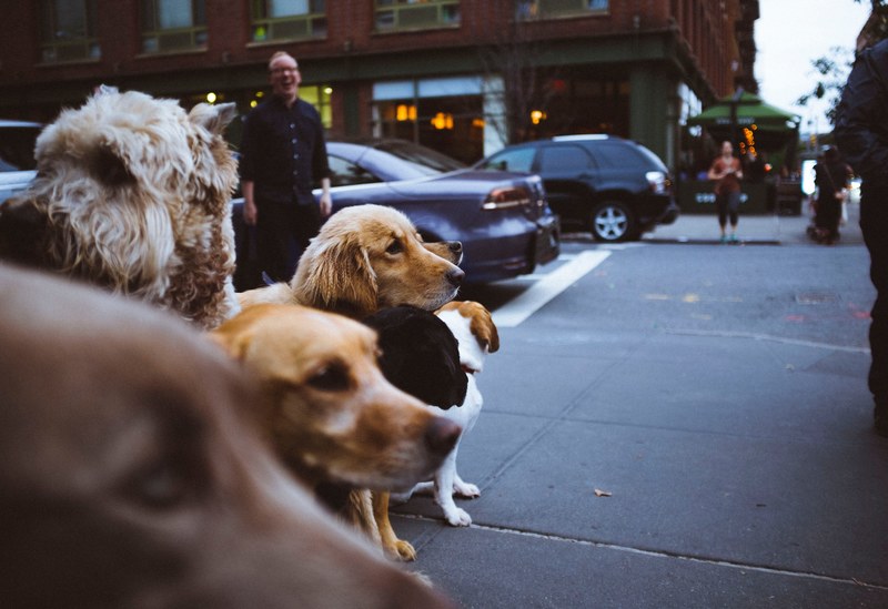a group of dogs on the sidewalk, _tangled up in a very serious pack of dogs nbspnyc 4k