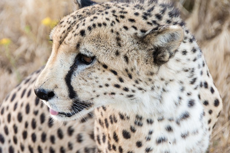close up of a cheetah looking sideways, cheetah in close up 4k