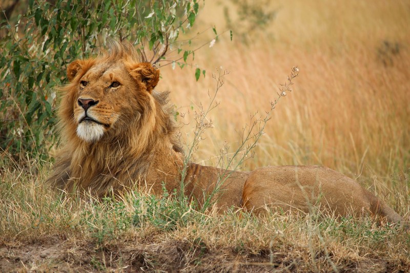 a lion lying on the ground, _proud lion 4k