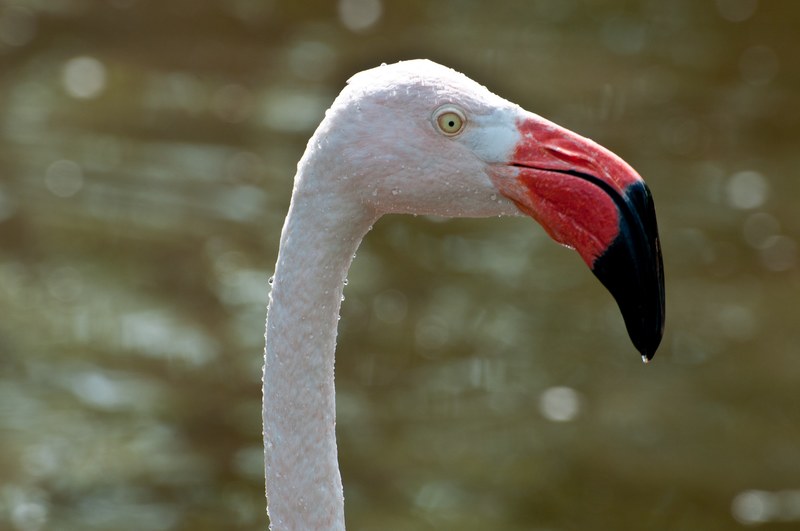 profile of a pink flamingos head, flamingo face 4k