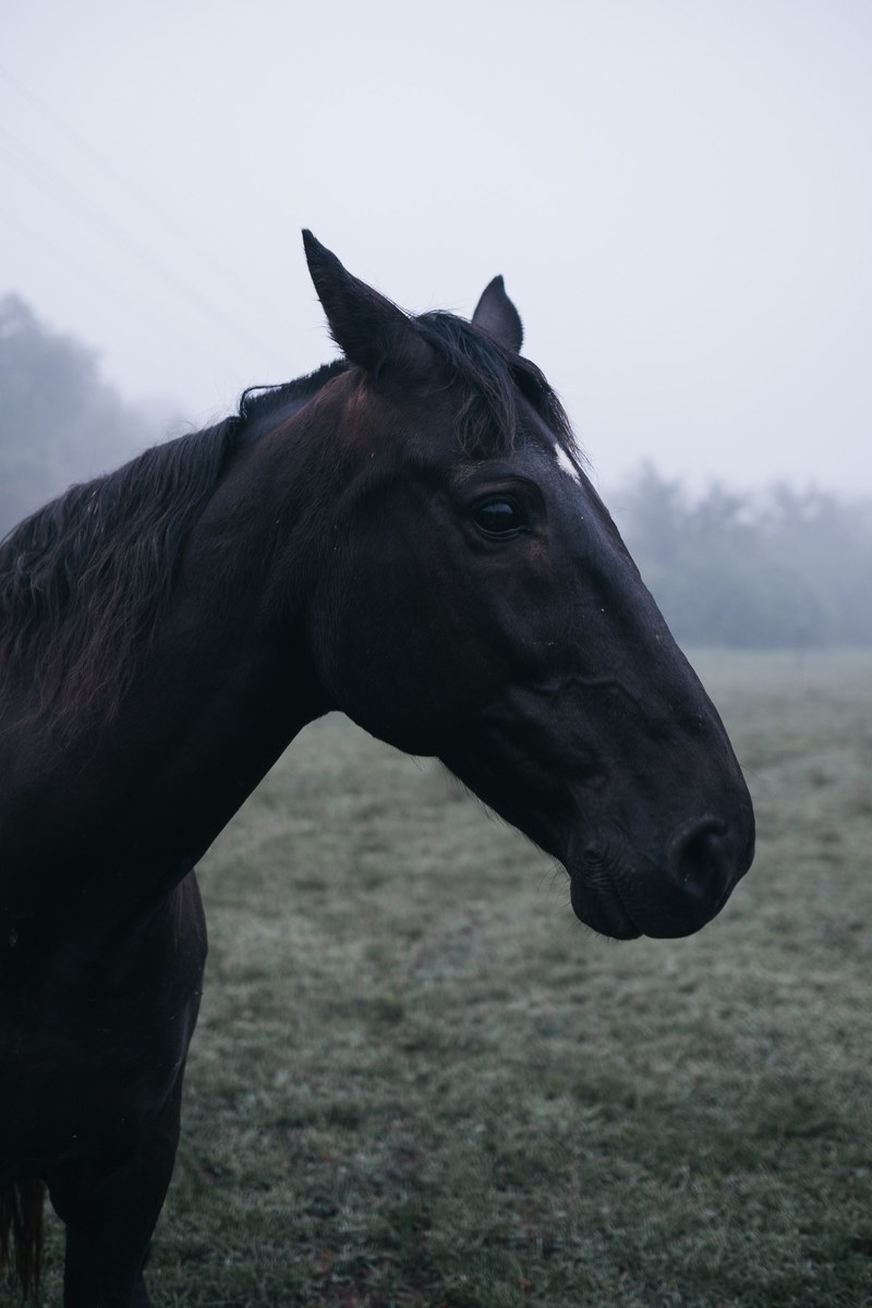 the side of a horses face, _side face horse 4k
