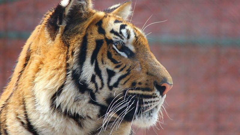 tiger, face, nose, predator, 4k
