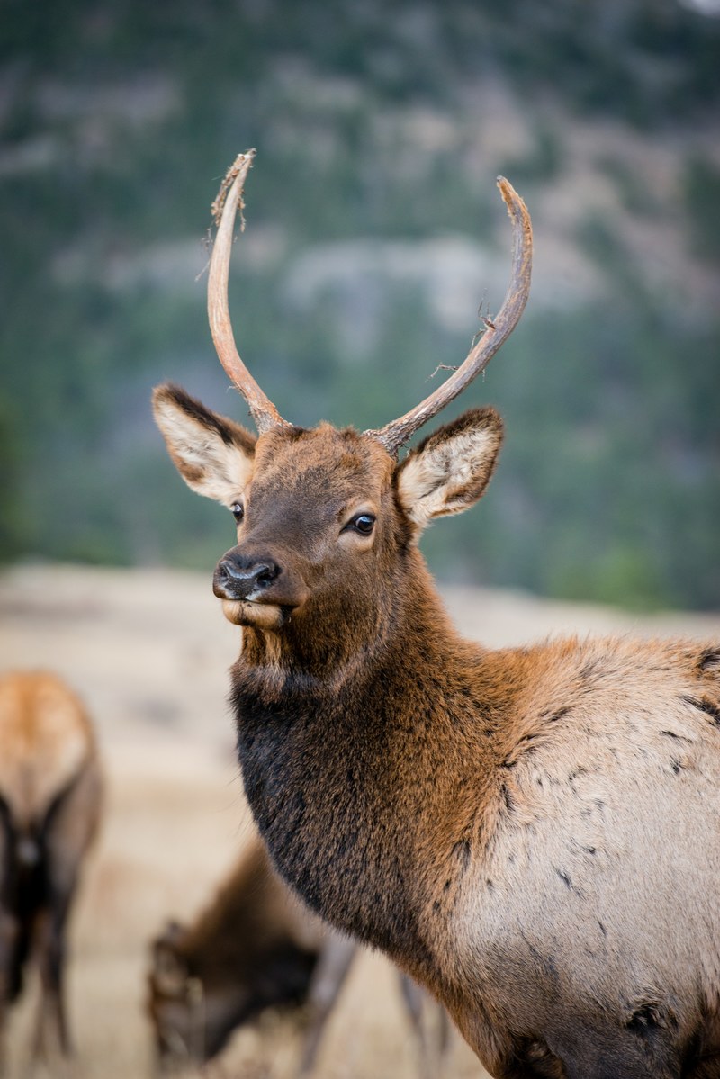 bull elk in the rockies 4k